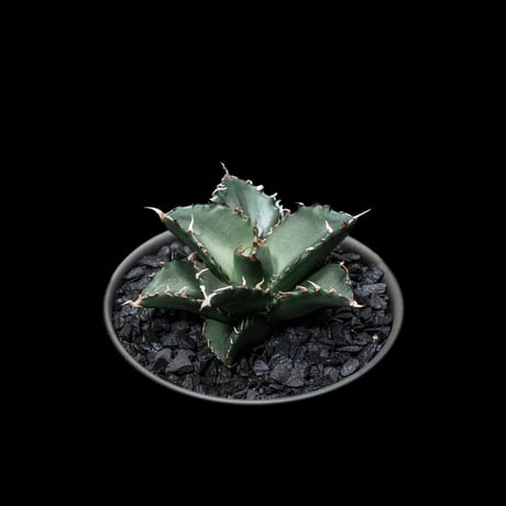 アガベ・チタノタ 夕映厳竜 / Agave titanota ‘Solar Eclipse’ #4