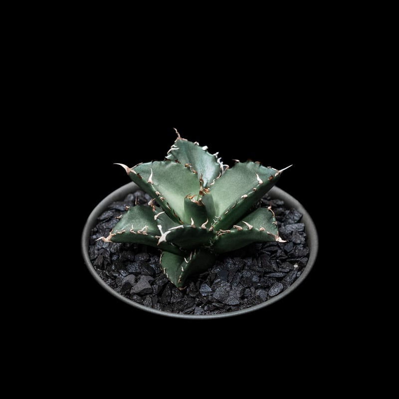 アガベ・チタノタ 夕映厳竜 / Agave titanota 'Solar Eclipse'