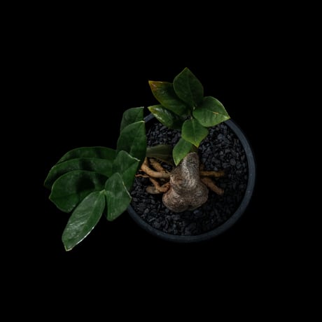 ザミオクルカス ザミフォーリア / Zamioculcas zamiifolia #1