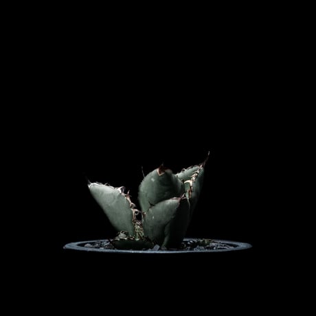 アガベ チタノタ ブラック&ブルー / Agave titanota ‘Black & Blue’ #11