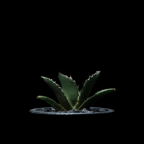 アガベ チタノタ 白鯨 / Agave titanota ‘White Whale’ #21