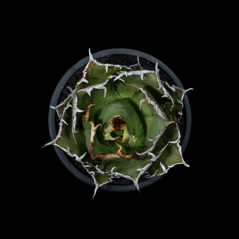 アガベ チタノタ 白鯨 / Agave titanota 'White Whale' #38