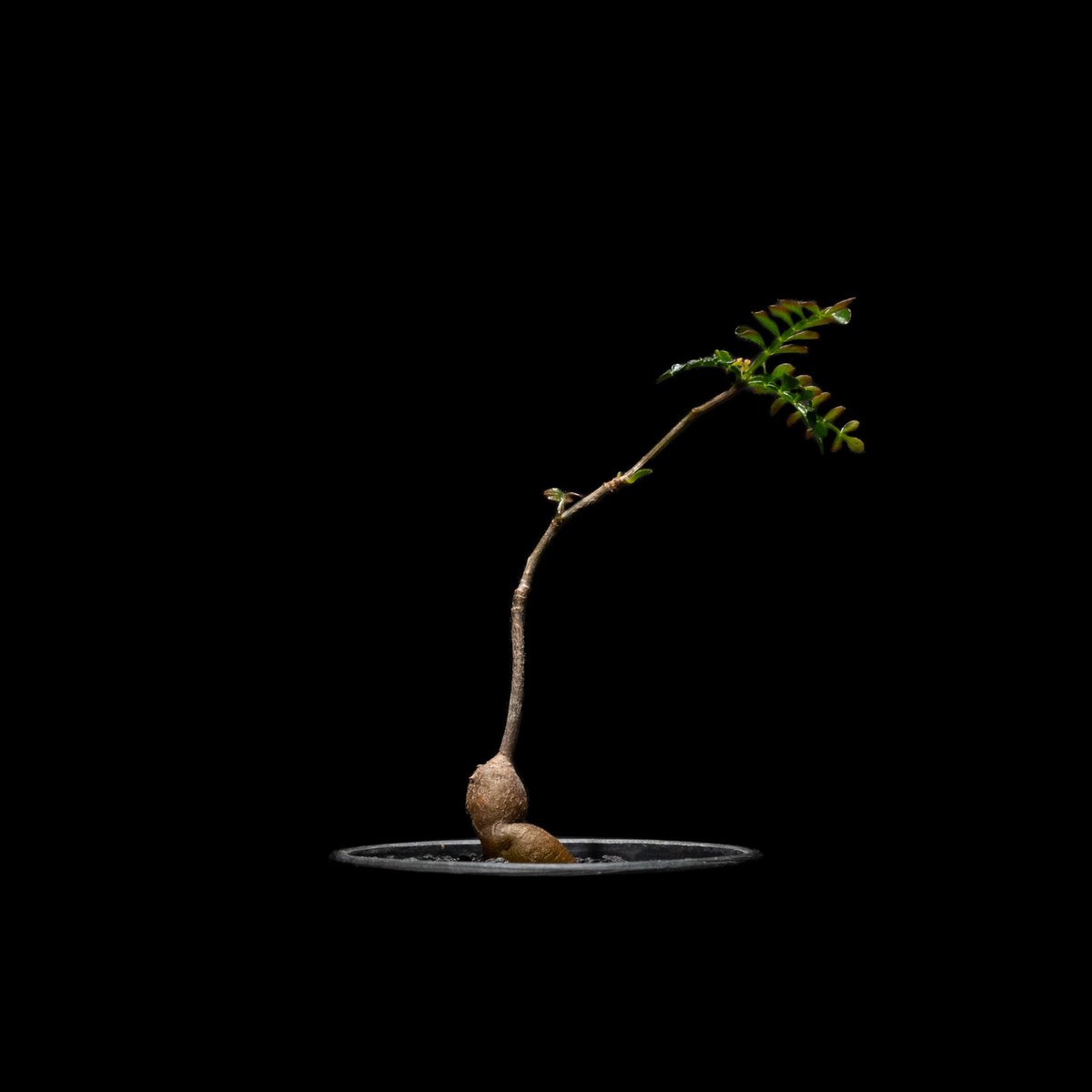 オペルクリカリア パキプス / Operculicarya pachypus #12 | D