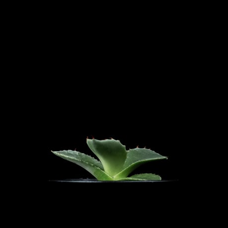 アガベ パリー トルンカータ / Agave parryi var. truncata #5