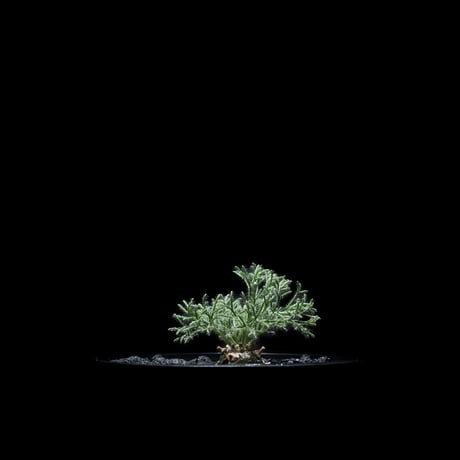 モンソニア ペニクリナム / Monsonia peniculina #15