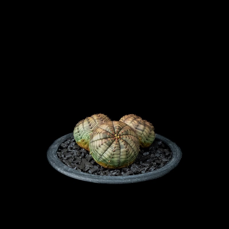 ユーフォルビア オベサ [多頭タイプ] / Euphorbia obesa f.caespit