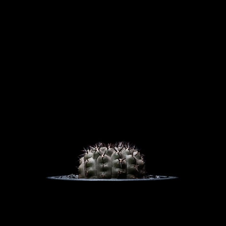 ギムノカリキウム 黒刺鳳頭 / Gymnocalycium asterium