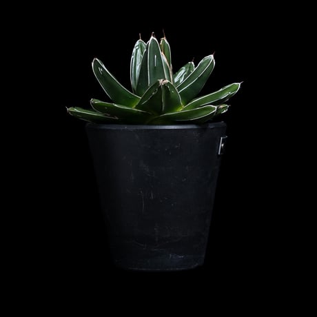 アガベ 笹の雪 D型 / Agave victoriae-reginae #15