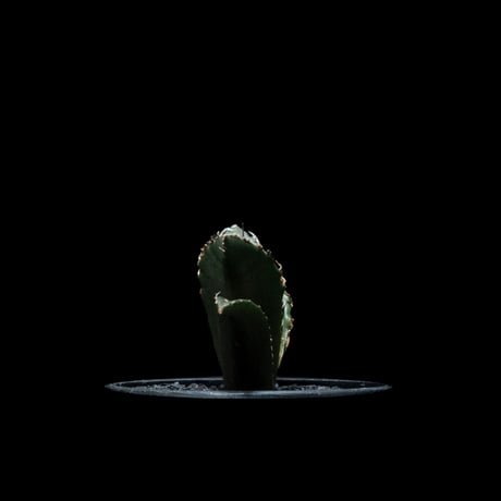 アガベ チタノタ 白鯨 / Agave titanota ‘White Whale’ #45
