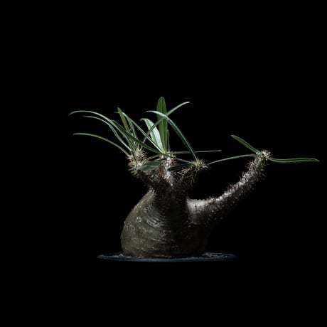 パキポディウム グラキリス / Pachypodium rosulatum var. gracilius #28