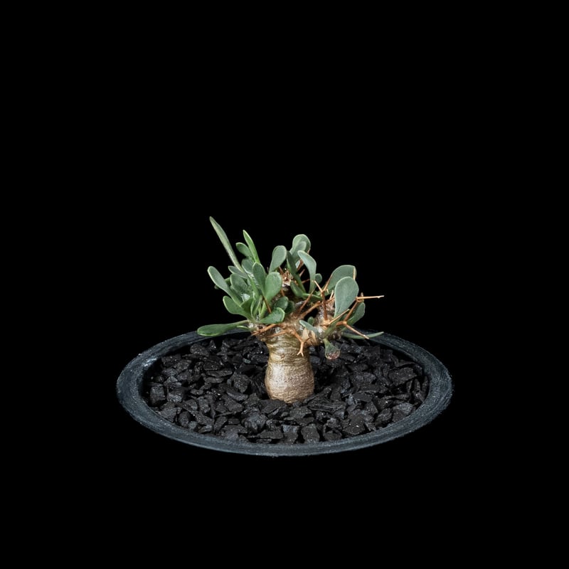 オトンナ ユーフォルビオイデス / Othonna euphorbioides #4 | Du