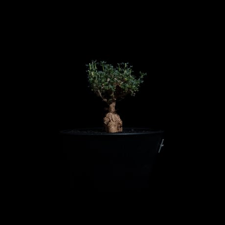 トリコディアデマ ブルボスム / Trichodiadema bulbosum #59