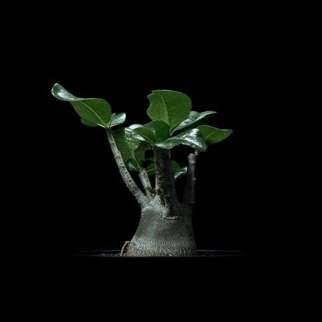 アデニウム ムルチフローラム / Adenium multiflorum #1