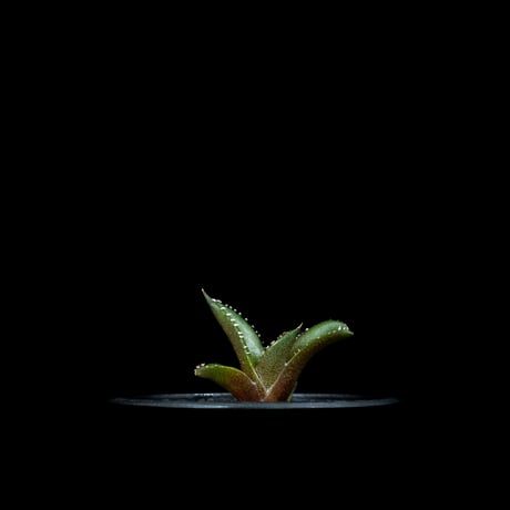 アガベ チタノタ 南アフリカダイヤモンド / Agave titanota ‘South Africa Diamond’ #6