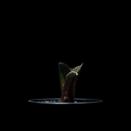 アガベ チタノタ レッド・キャットウィーズル / Agave titanota ‘Red Catweazle’ #19