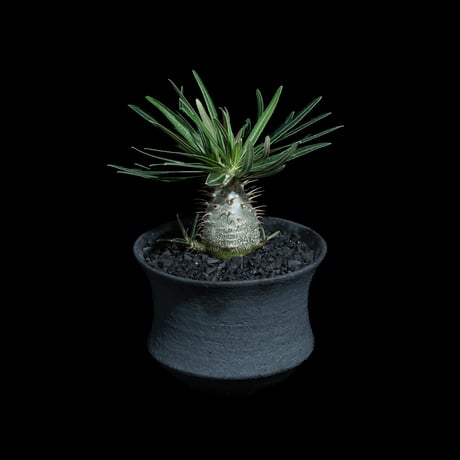 パキポディウム グラキリス / Pachypodium rosulatum var. gracilius #92