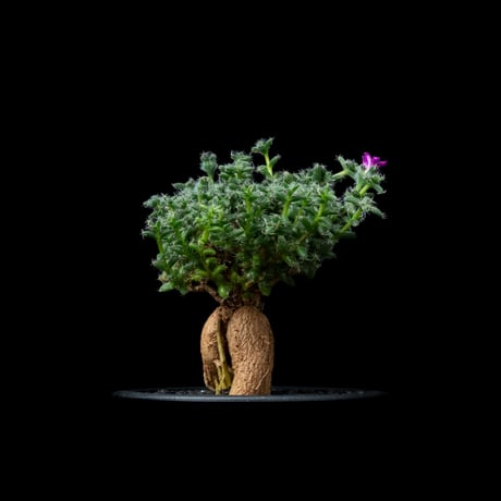 トリコディアデマ ブルボスム / Trichodiadema bulbosum #11