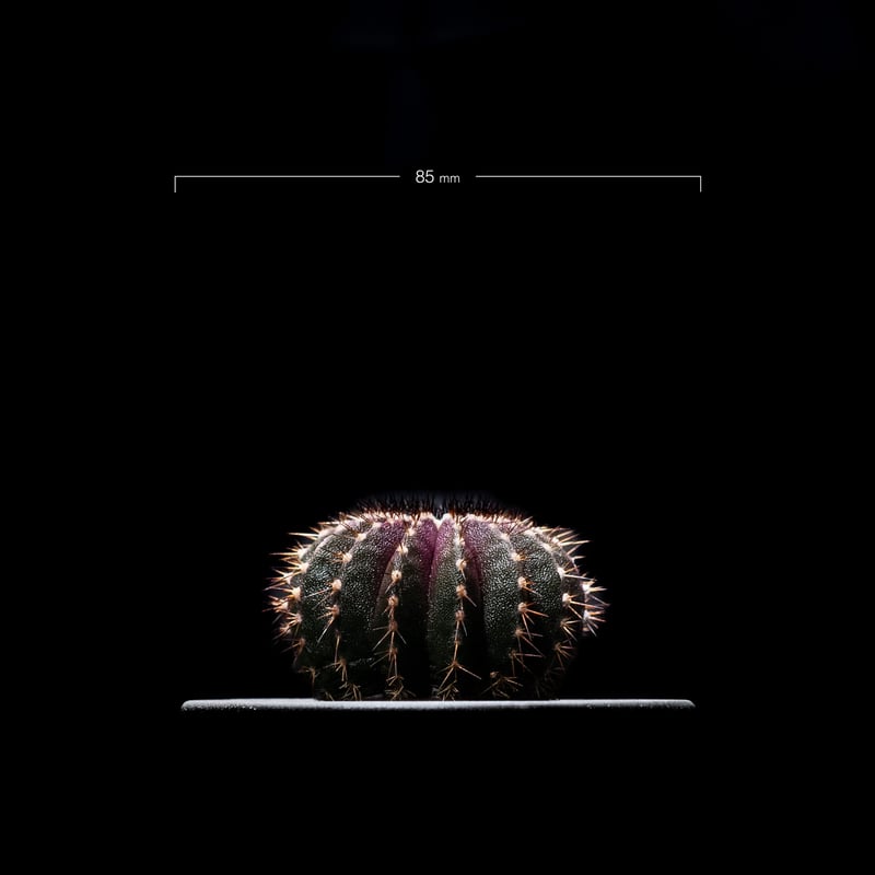 Uebelmannia pectinifera　ユーベルマニア　ペクチニフェラ Uebelmannia pectinifera variegata【ユーベルマニア・ペクチニフェラ