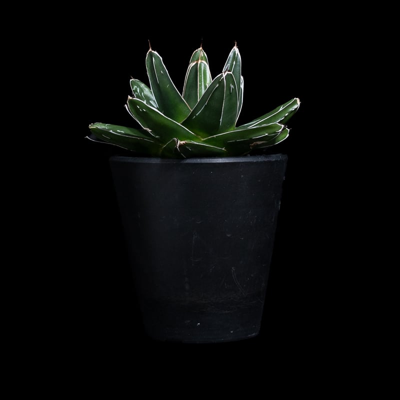 アガベ 笹の雪 D型 / Agave victoriae-reginae #15 | Duck