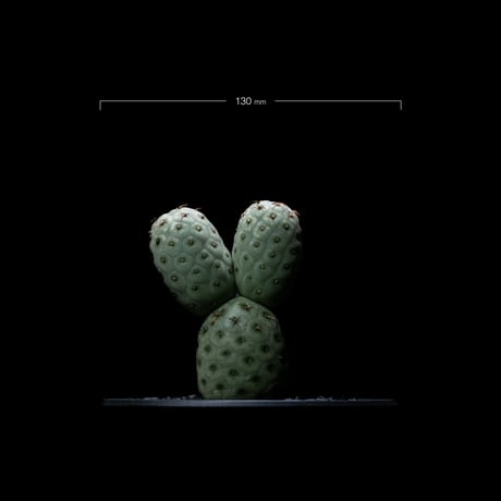 テフロカクタス ゲオメトリクス / Tephrocactus geometricus #2