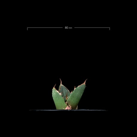 アガベ チタノタ 鬼爪 (カキ仔) / Agave titanota ‘Ghost Claw’ #2