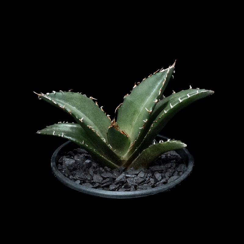 アガベ チタノタ 白鯨 / Agave titanota 