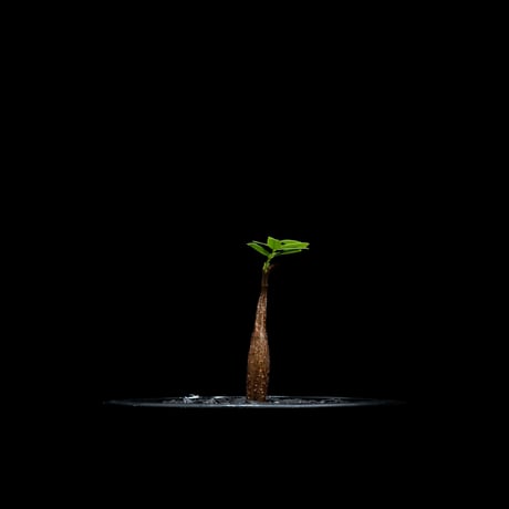 センナ メリディオナリス / Senna meridionalis #18