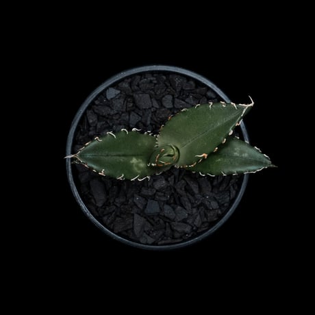 アガベ チタノタ 白鯨 / Agave titanota ‘White Whale’ #50