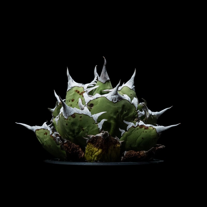 アガベ チタノタ 白排刺 大鋼牙 / Agave titanota 'Chain' #1 |