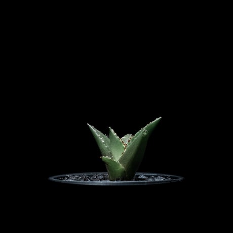 アガベ チタノタ ハデス / Agave titanota ‘Hades’ #5