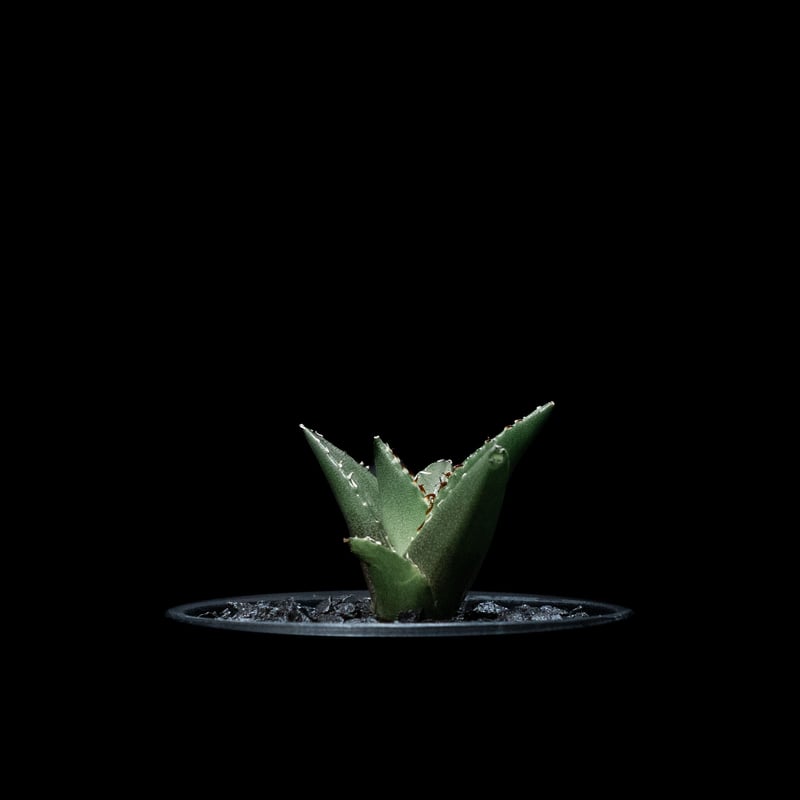 アガベ チタノタ ハデス / Agave titanota 'Hades' #5 | D