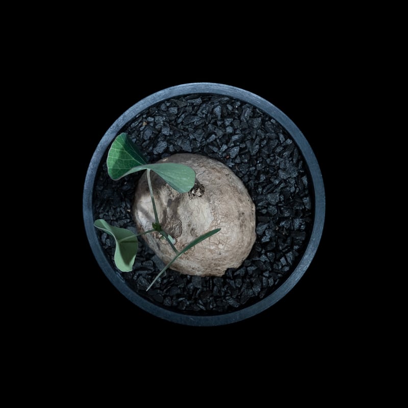 ステファニア エレクタ / Stephania erecta #2 | Ducks ( pla