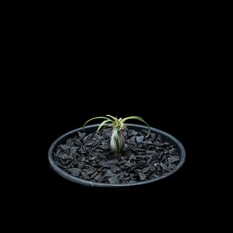 パキポディウム グラキリス / Pachypodium rosulatum var. gracilius #21