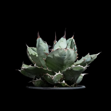 アガベ チタノタ ブラック&ブルー / Agave titanota ‘Black & Blue’ #4