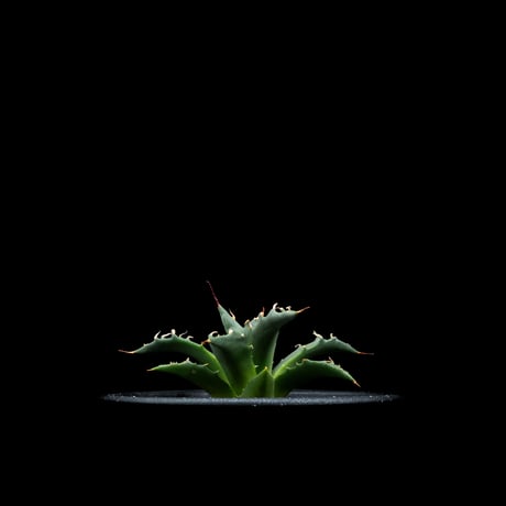 アガベ ユタエンシス ネバデンシス / Agave utahensis var. nevadensis #1