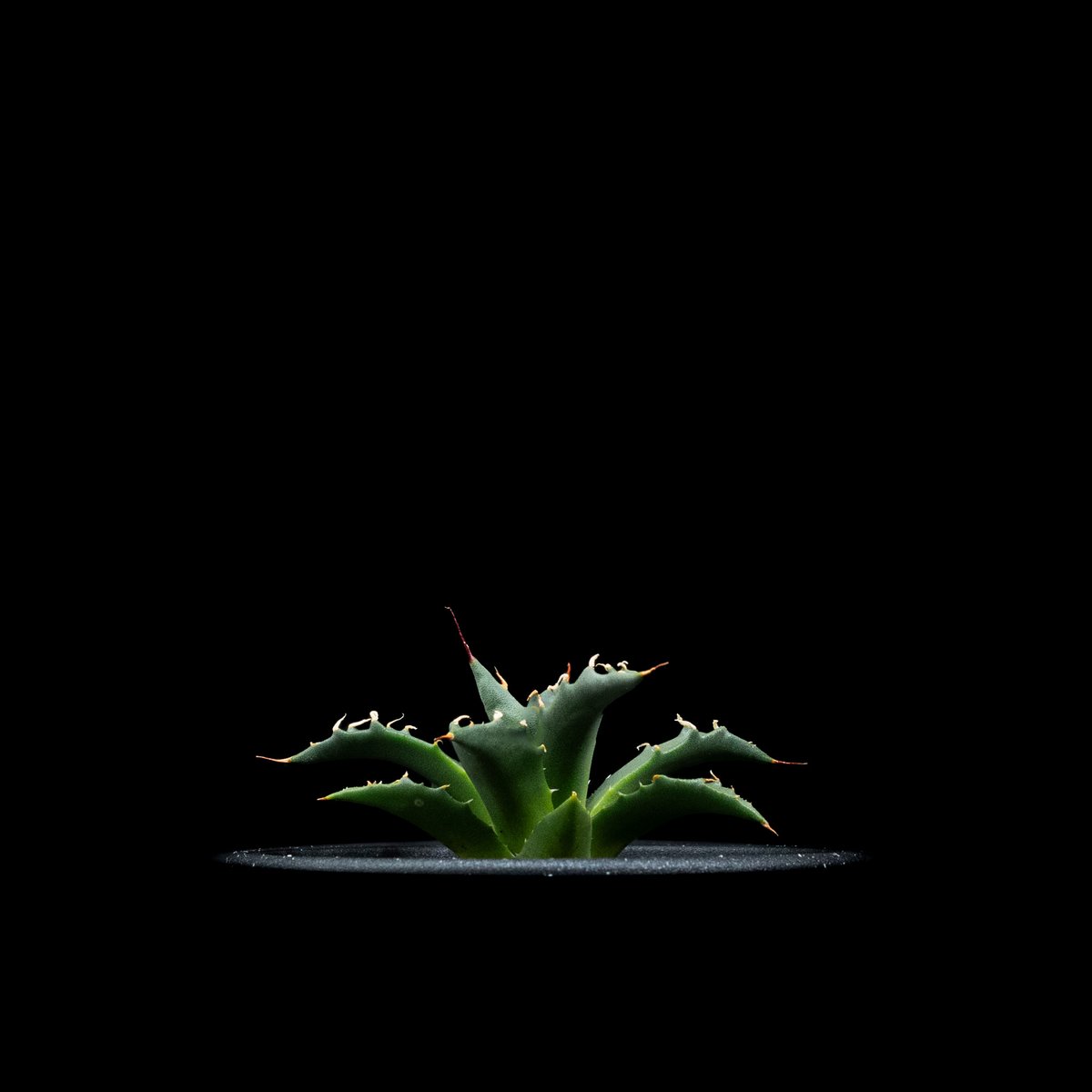 アガベ ユタエンシス ネバデンシス / Agave utahensis var. nevade