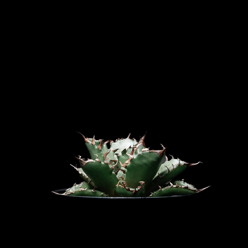 アガベチタノタ 姫厳竜 コンパクト VALIEM GHOST Lsize No.003 アガベ チタノタ “姫厳竜” / Agave Titanota 