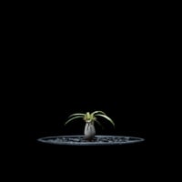 パキポディウム グラキリス / Pachypodium rosulatum var. gracilius #21