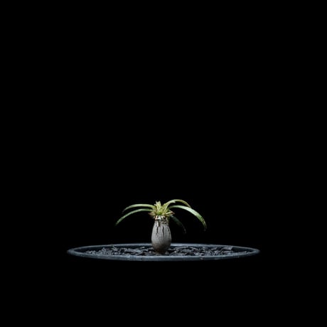 パキポディウム グラキリス / Pachypodium rosulatum var. gracilius #21