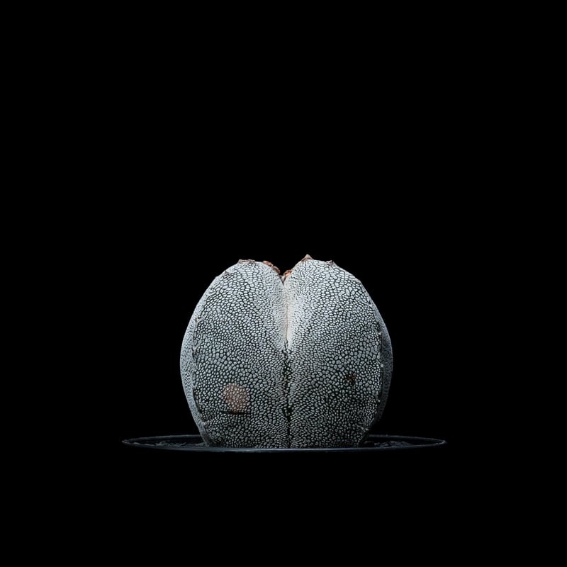 アストロフィツム 恩塚鸞鳳玉 / Astrophytum myriostigma 'Onzuk