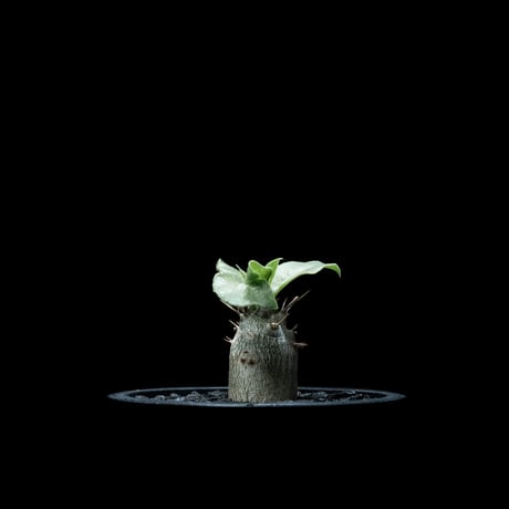 パキポディウム レアリー / Pachypodium Lealii #1