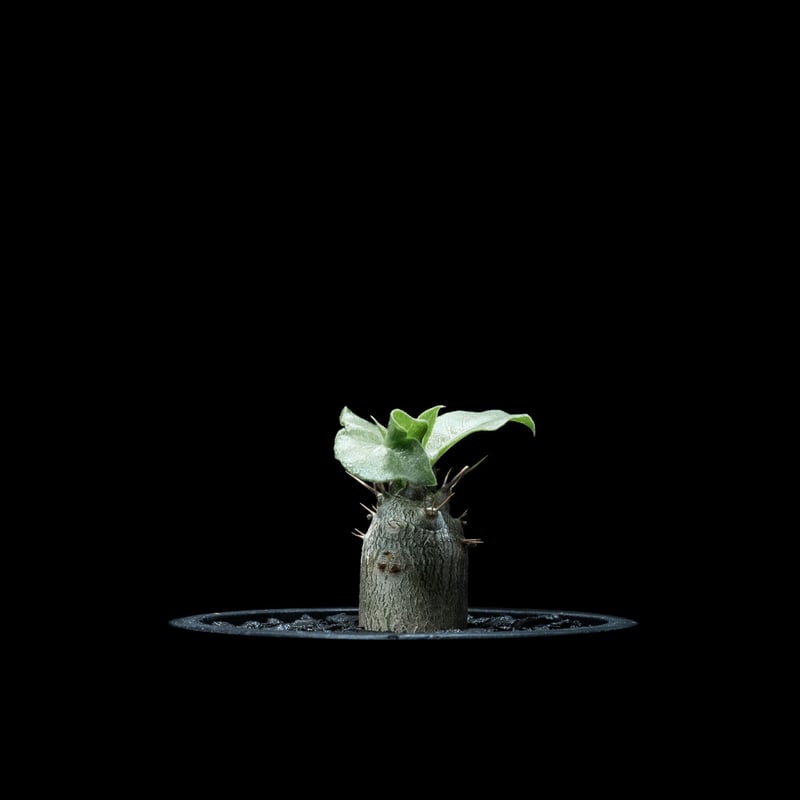 種子 20粒 パキポディウム レアリー Pachypodium lealii 種 Pachypodium Lealii【パキポディウム・レアリー・実生