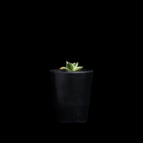 アガベ 王妃笹の雪 A型 白覆輪斑 ピンキー / Agave filifera var. compacta 'Pinky' #1