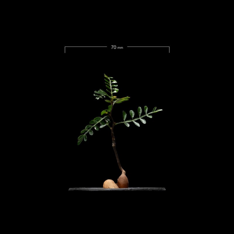 オペルクリカリア パキプス / Operculicarya pachypus #11 | D