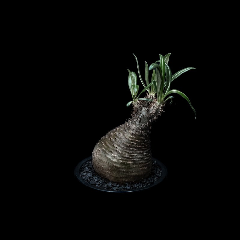 パキポディウム グラキリス / Pachypodium rosulatum var. grac