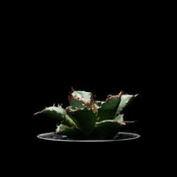 アガベ　オリザバ Agave Parryi Truncata 'Orizaba' - アガベ パリー トランカタ