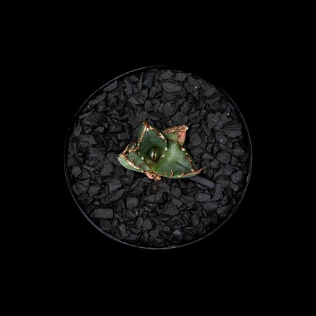 アガベ チタノタ 鬼爪 (カキ仔) / Agave titanota ‘Ghost Claw’ #2