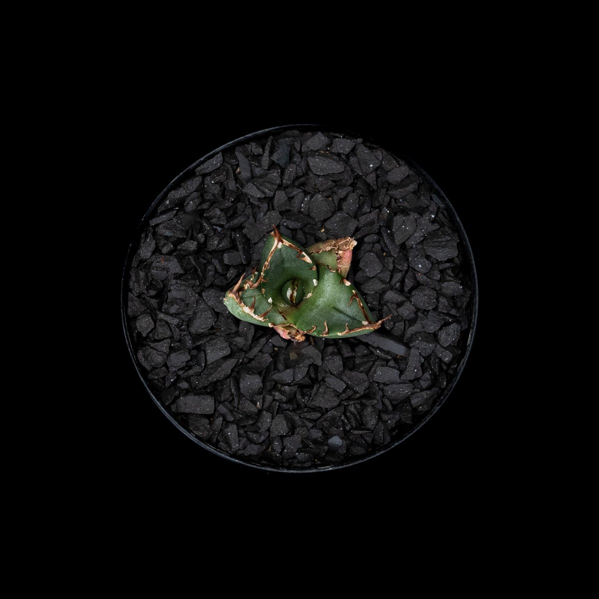 アガベ　チタノタ　鬼爪　ghost claw アガベ・チタノタ 鬼爪｜agave titanota ghost claw | Plus_Pl