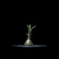 パキポディウム サキュレンタム / Pachypodium Succulentum