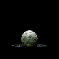 テフロカクタス ゲオメトリクス / Tephrocactus geometricus